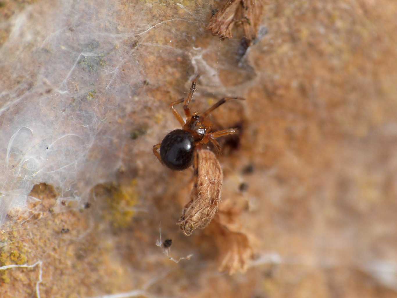 Piccolo Theridiidae bruno - Santa Severa (RM)